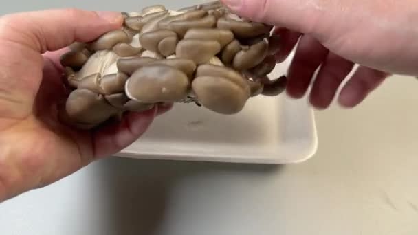 Cogumelos Ostra Crus Cacho Mãos Acima Bandeja Comida Espuma — Vídeo de Stock