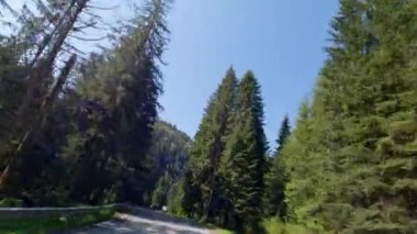 Her iki tarafında yüksek ağaçlar olan çarpık dağ yolu.