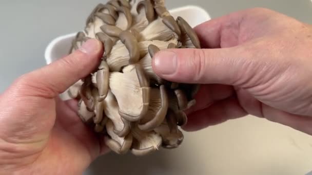 Cogumelos Ostra Crus Cacho Mãos Acima Bandeja Comida Espuma — Vídeo de Stock