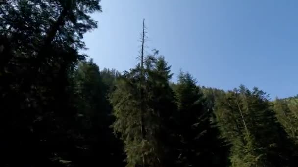 Skręcona Górska Droga Wysokimi Drzewami Obu Stronach — Wideo stockowe
