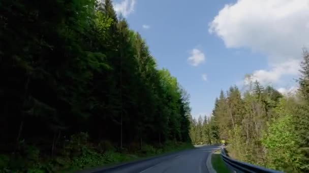 Twisted Mountain Road High Trees Both Sides — Stock Video