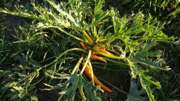 Bush Vegetable Marrow Yellow Fruits Field — Stock Video
