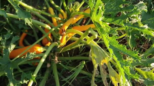 Zöldségvelő Bokor Sárga Gyümölcsökkel Mezőn — Stock videók