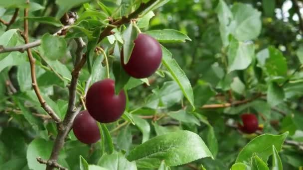 Frutos Rojos Ciruela Cereza Rama Día Nublado — Vídeos de Stock
