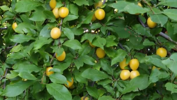 Frutos Amarillos Ciruela Cerezo Ramas Día Nublado — Vídeo de stock