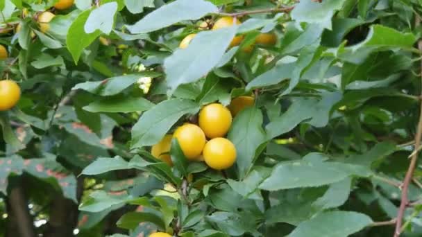 Gelbe Früchte Der Kirschpflaume Bewölkten Tagen Auf Zweigen — Stockvideo