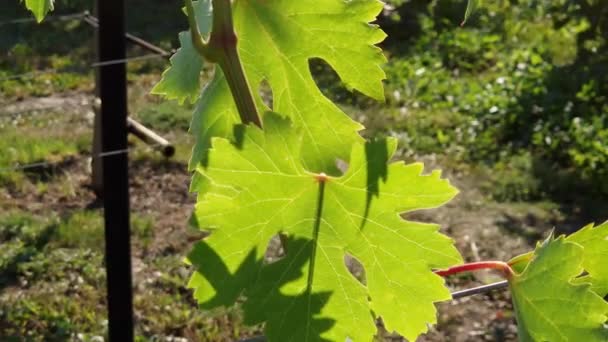 포도원 Backlit에 잎으로 나무의 — 비디오