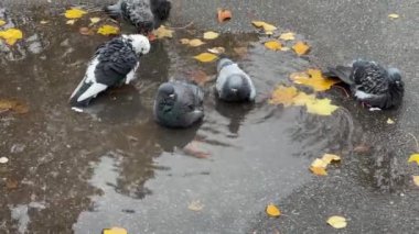 Şehir güvercinleri asfaltta bir su birikintisinde yıkanır.
