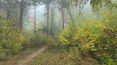 Sonbahar sisli sabahında yaprak döken ormanlı bir çam parçası.