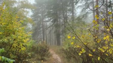 Sonbahar sisli sabahında yaprak döken ormanlı bir çam parçası.