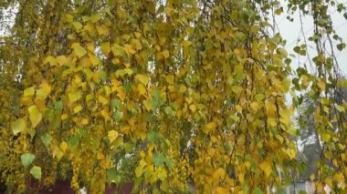 Endüstriyel binalara sarkan sonbahar yapraklı huş dalları