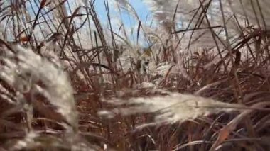 Kuru otların çalılığı Miscanthus gökyüzüne karşı panikliyor.