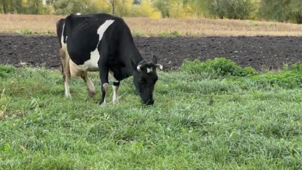 Vaca Manchada Preto Branco Pastando Prado Cordão — Vídeo de Stock