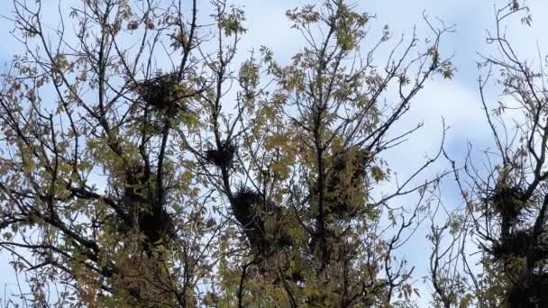 古い枝分かれした地図上のカラスの数多くの巣 — ストック動画