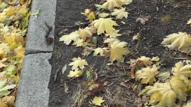 Folhas Bordo Caídas Borda Pista Dia Ventoso — Vídeo de Stock