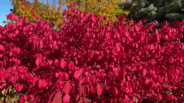 Sonbaharda Parkta Parlak Kırmızı Yapraklarla Kanatlı Öonymus Çalısı — Stok video