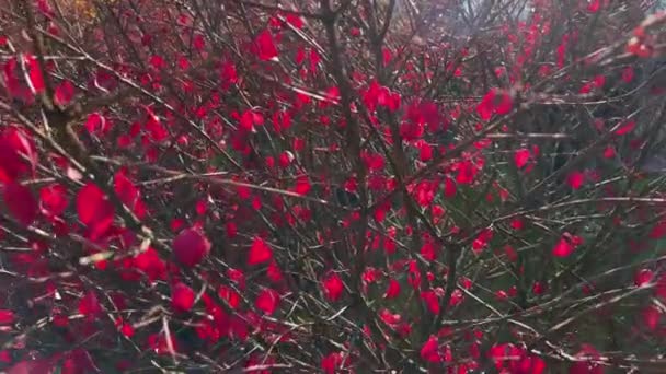 Φτερά Ευώνυμος Θάμνος Μερικώς Πεσμένα Κόκκινα Φύλλα Στο Πάρκο — Αρχείο Βίντεο