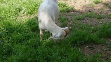 Keçi çiftliğinde çayırda otlayan beyaz keçi