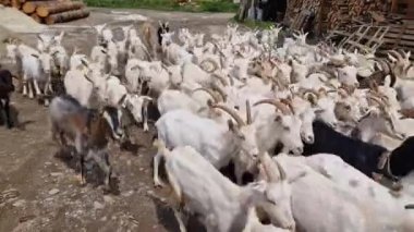 Keçi sürüsü Keçi çiftliğinin bahçesinde koşar