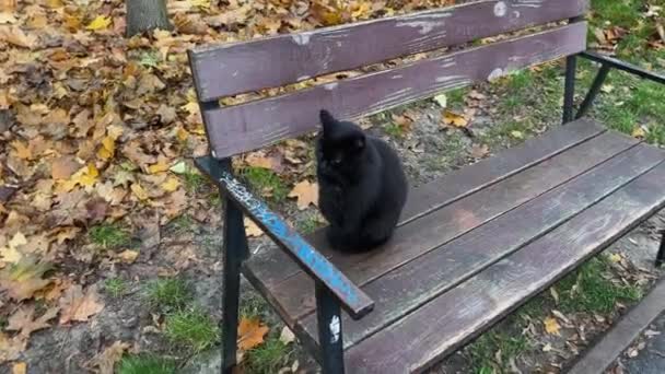Czarny Kot Ulicy Siedzi Ławce Ogrodzie Jesienią — Wideo stockowe