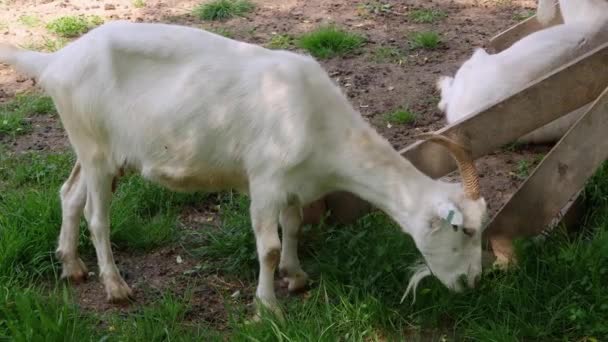 Weiße Ziege Weidet Auf Einer Weide Auf Einem Ziegenhof — Stockvideo