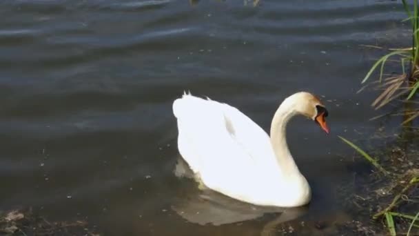 Pair White Swans Chicks Floating Pond — Stock Video