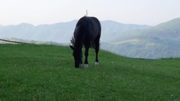 Чорний Кінь Випасується Пасовищах Гір — стокове відео