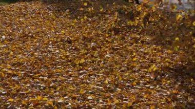 Parkta yaprak üfleyicisiyle düşen sonbahar yapraklarının kaldırılması