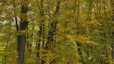 Güneşli bir günde sonbahar yapraklarıyla Hornbeam Ormanı