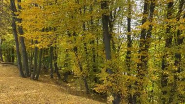 Güneşli bir günde sonbahar yapraklarıyla Hornbeam Ormanı