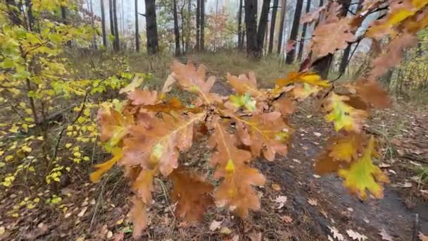 Zweig Der Weißen Eiche Mit Nassen Herbstblättern Wald — Stockvideo