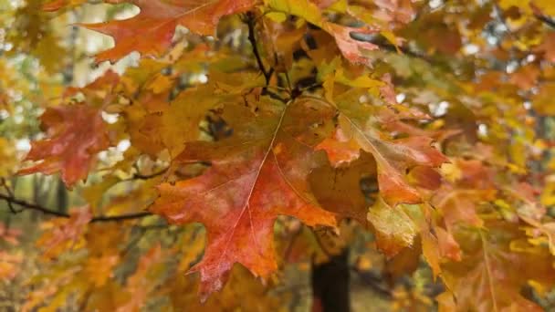 Ветвь Красного Дуба Влажными Осенними Листьями Лесу — стоковое видео