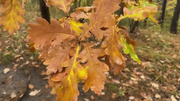 Větvička Bílého Dubu Vlhkým Podzimním Listím Lese — Stock video