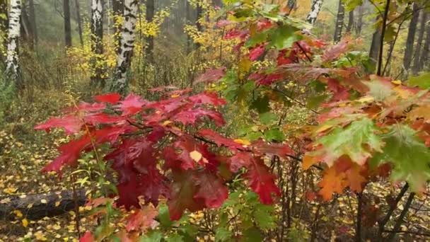 Vörös Tölgy Ágak Nedves Őszi Levelekkel Erdőben — Stock videók