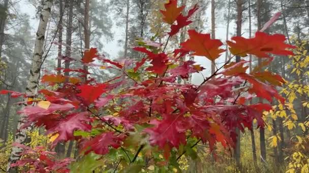 Гілки Червоного Дуба Вологим Осіннім Листям Лісі — стокове відео