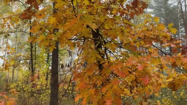Κόκκινη Βελανιδιά Βρεγμένα Φύλλα Φθινοπώρου Ομιχλώδες Δάσος — Αρχείο Βίντεο