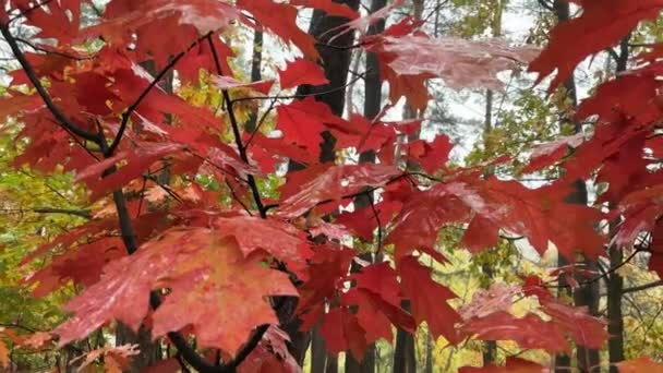 Υποκαταστήματα Κόκκινης Βελανιδιάς Βρεγμένα Φύλλα Φθινοπώρου Στο Δάσος — Αρχείο Βίντεο