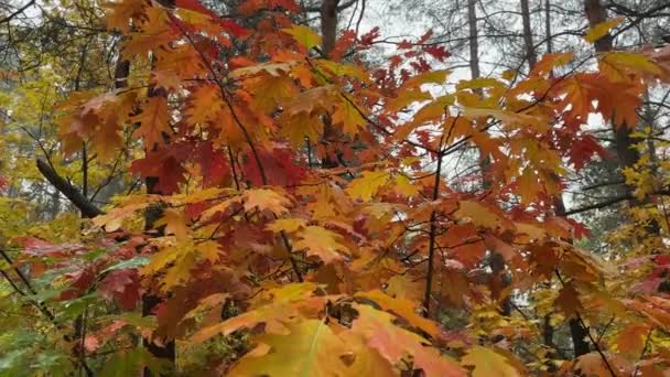 Zweige Von Roteichen Mit Nassen Herbstblättern Wald — Stockvideo