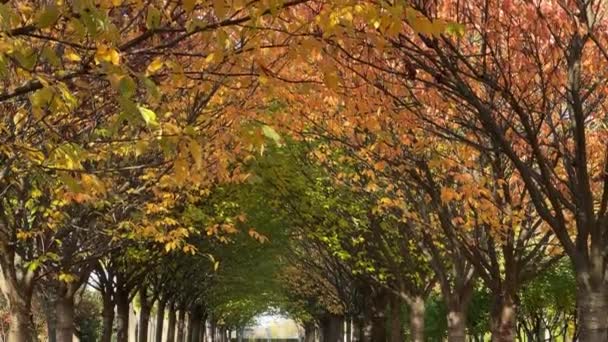 Аллея Цветущих Сакур Осенними Листьями Парке — стоковое видео