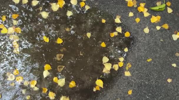 Asfalt Yüzeyinde Düşmüş Huş Yaprakları Olan Yağmur Suyu Birikintisi — Stok video