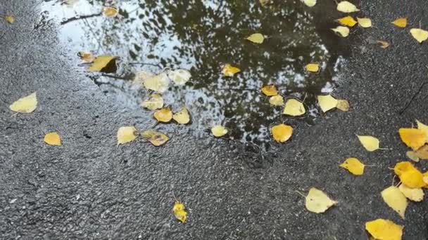 Kałuża Wody Deszczowej Opadłymi Liśćmi Brzozy Powierzchni Asfaltu — Wideo stockowe