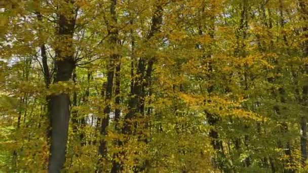 Hainbuchenwald Mit Herbstblättern Sonnigen Tagen — Stockvideo