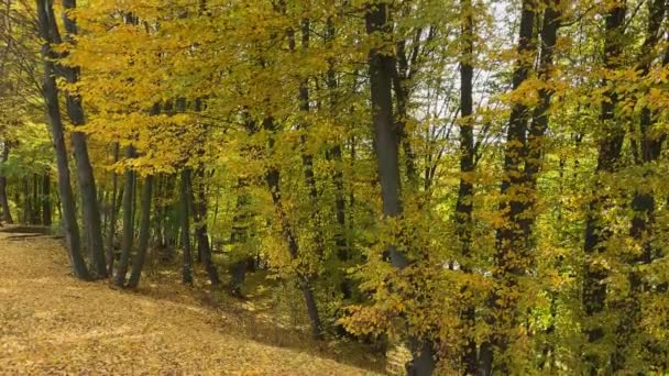 Forêt Charme Avec Feuilles Automne Dans Une Journée Ensoleillée Rétroéclairée — Video