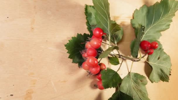 Brindilles Aubépine Avec Des Fruits Sur Surface Bois Vue Dessus — Video