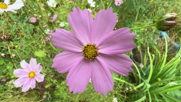 Ροζ Λουλούδι Σύμπαν Μεταξύ Των Άλλων Φυτών Close — Αρχείο Βίντεο