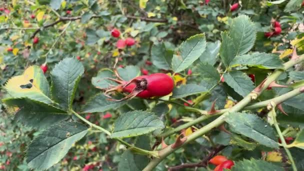 Dog Rose Bush Red Rose Hips Overcast Weather — Stock Video