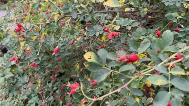 Dog Rose Bush Red Rose Hips Overcast Weather — Stock Video
