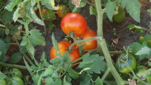 Tomate Decorre Com Tomates Maduros Imaturos Campo — Vídeo de Stock