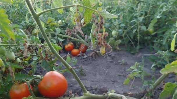 Hastes Tomate Com Tomates Maduros Não Maduros Campo Retroiluminado — Vídeo de Stock