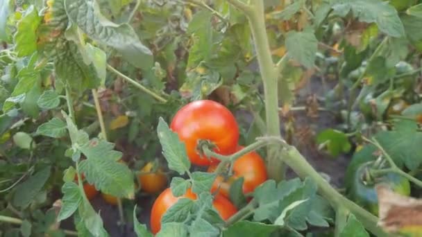 Hastes Tomate Com Tomates Maduros Não Maduros Campo Retroiluminado — Vídeo de Stock
